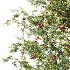 Rowan Fruit Tree 07 - Thumbnail 3