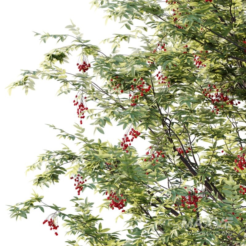 Rowan Fruit Tree 07 - Image 3