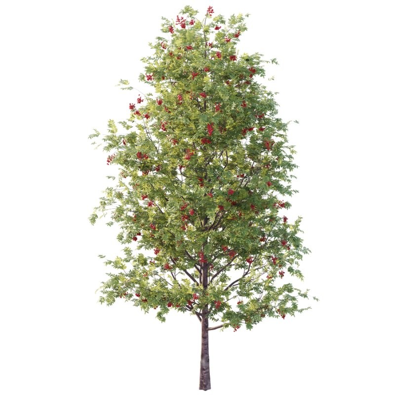 Rowan Fruit Tree 02 - Image 1