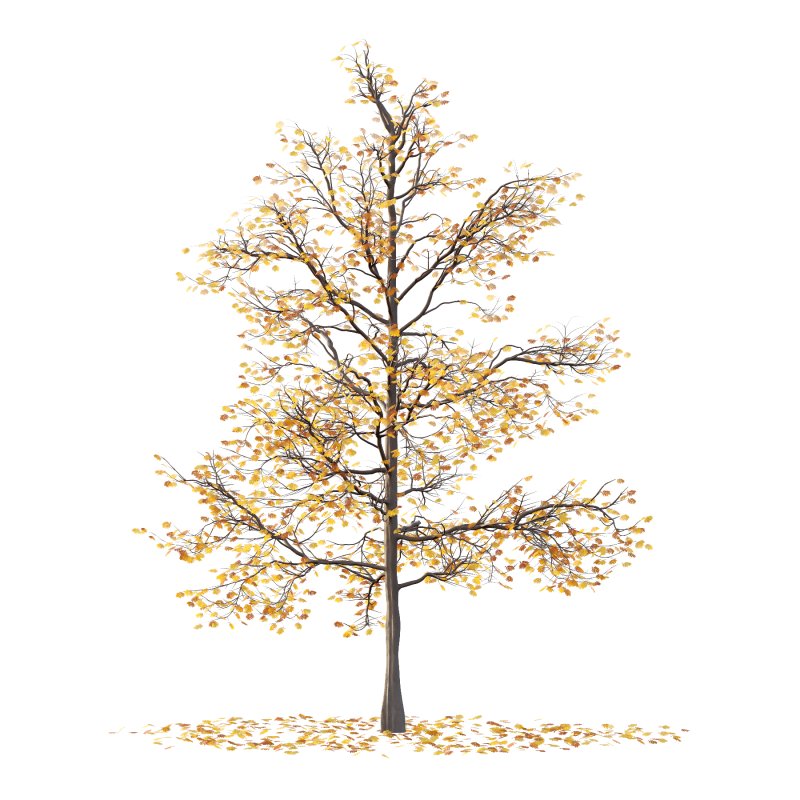 Mountain Ash Tree 04 - Image 1