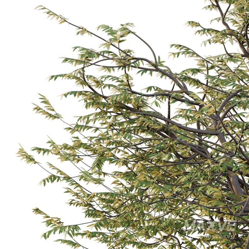 Mountain Ash Tree 12 - Image 4