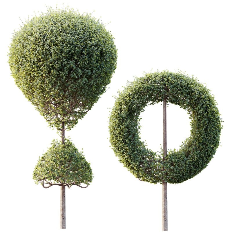 AV Plants Bush Ficus Concinna Bonsai Pruned Version13 - Image 2