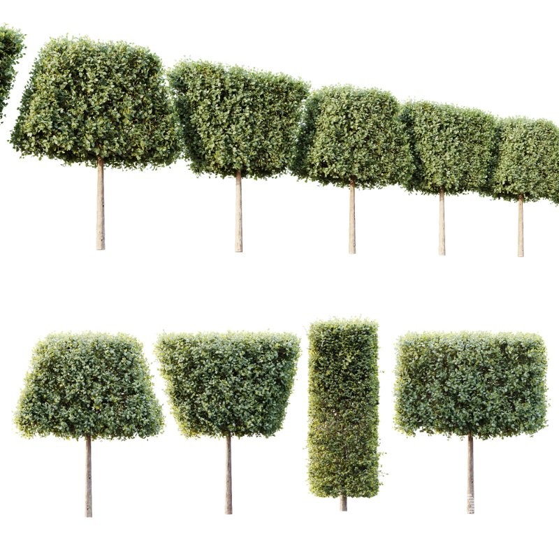 AV Plants Bush Ficus Concinna Bonsai Pruned Version12 - Image 1