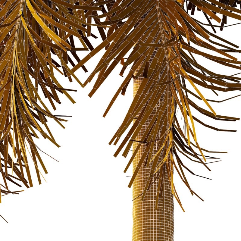 Roystonea Regia Tree 04 - Image 5