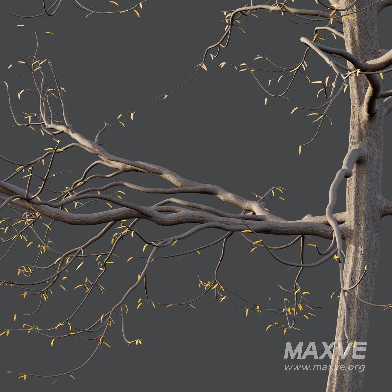 Mountain Ash Tree 07 - Image 6