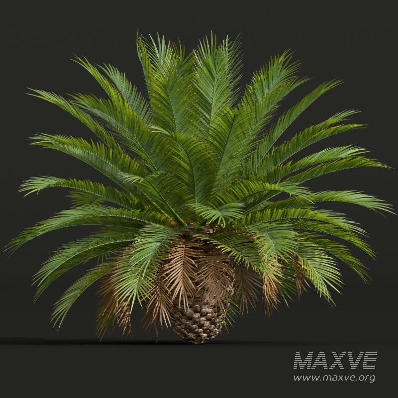 AV Phoenix Sylvestris Fruit and Phoenix Canariensis Decorative Garden - Image 4