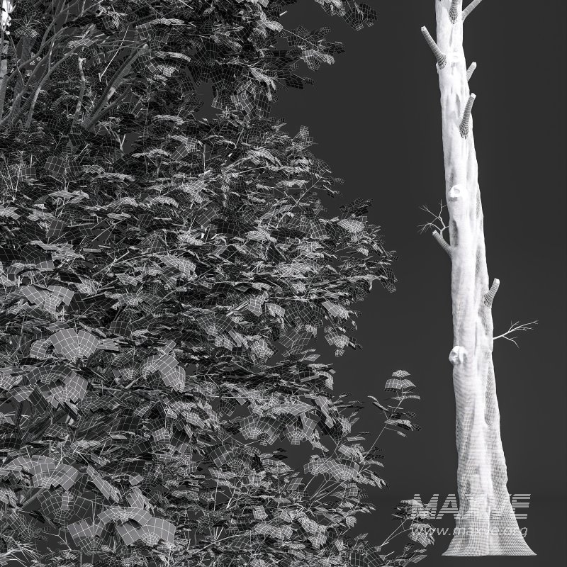 AV Fagus Grandifolia and Fagus Sylvatica - Image 10