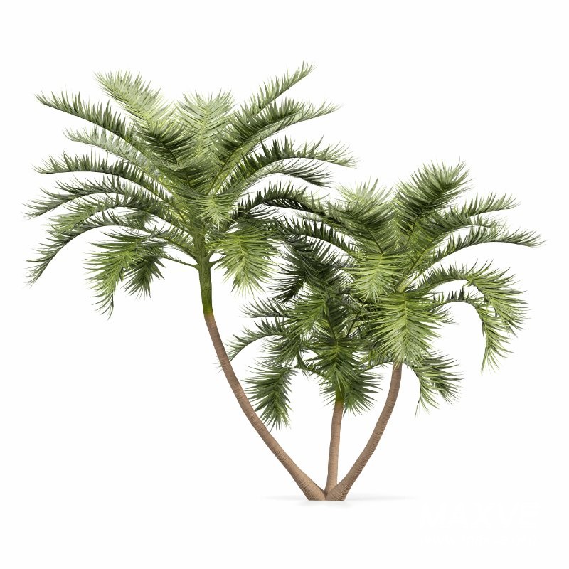 ntal palm fruits that make this species a striking centerpiece in any exterior visualization. - Image 3