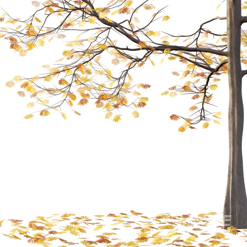 Mountain Ash Tree 04 - Image 5