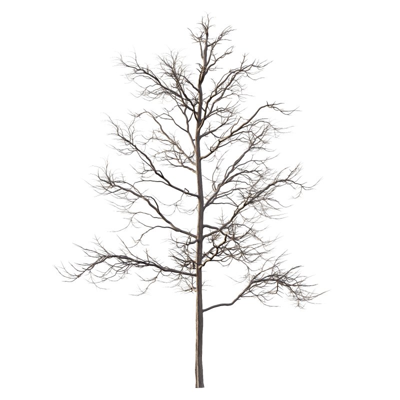 Mountain Ash Tree 06 - Image 2