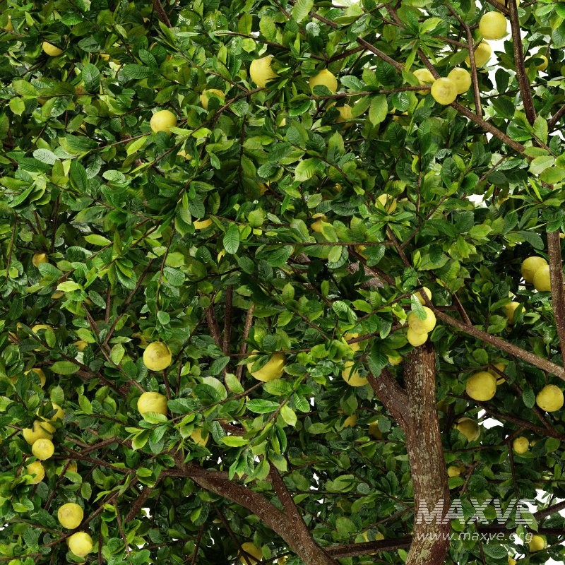 AV Fruit tree lemon and Big Joy Perfume Orange Michelia Champaca Tree - Image 1