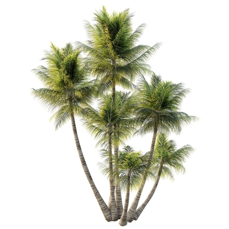 Palm Tree 02 - Image 2