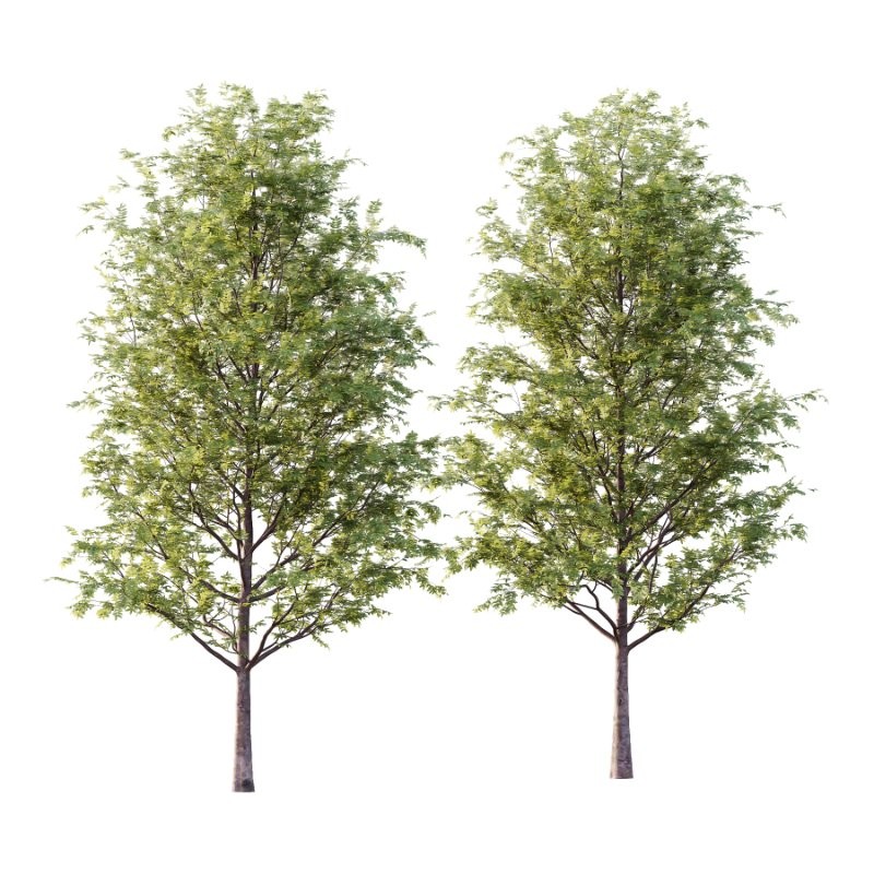 Rowan tree 01 - Image 4