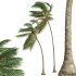 AV Cocos Nucifera 6 palm trees - Thumbnail 4