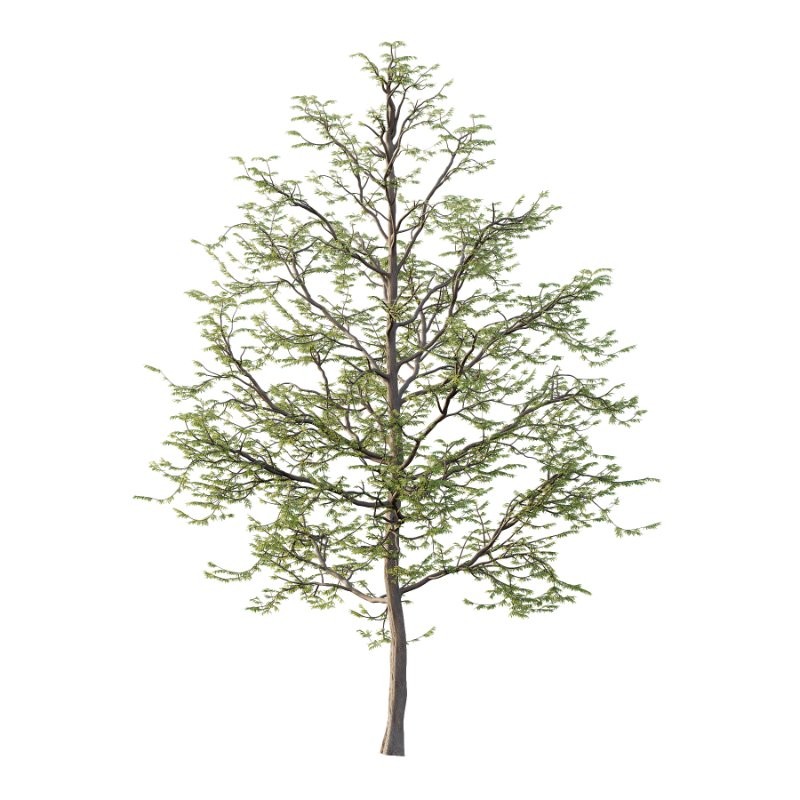 Mountain Ash Tree 013 - Image 2