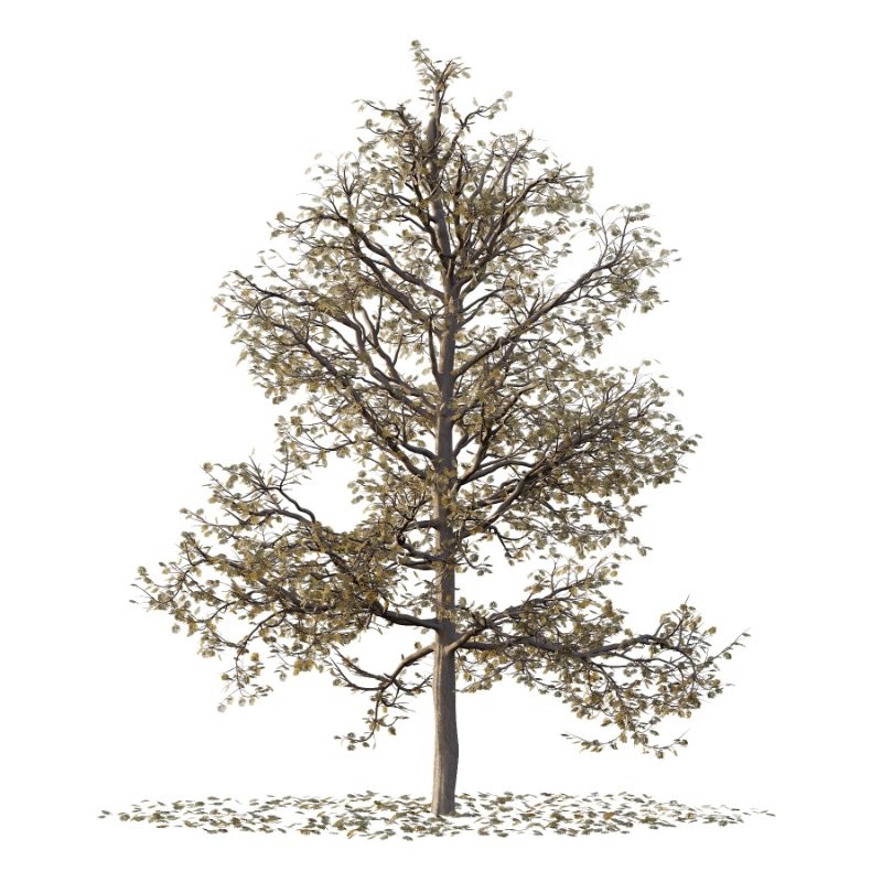 Mountain Ash Tree 17 - Image 3