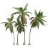 AV Cocos Nucifera 6 palm trees - Thumbnail 3