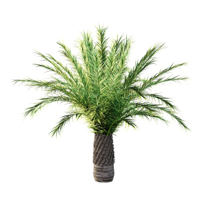 Phoenix roebelenii Palm Trees 03 - Image 5