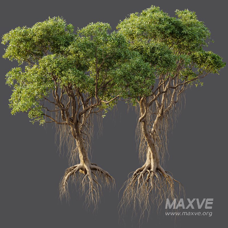 AV 2 Trees Mangrove Gray Avicennia Marina - Image 5