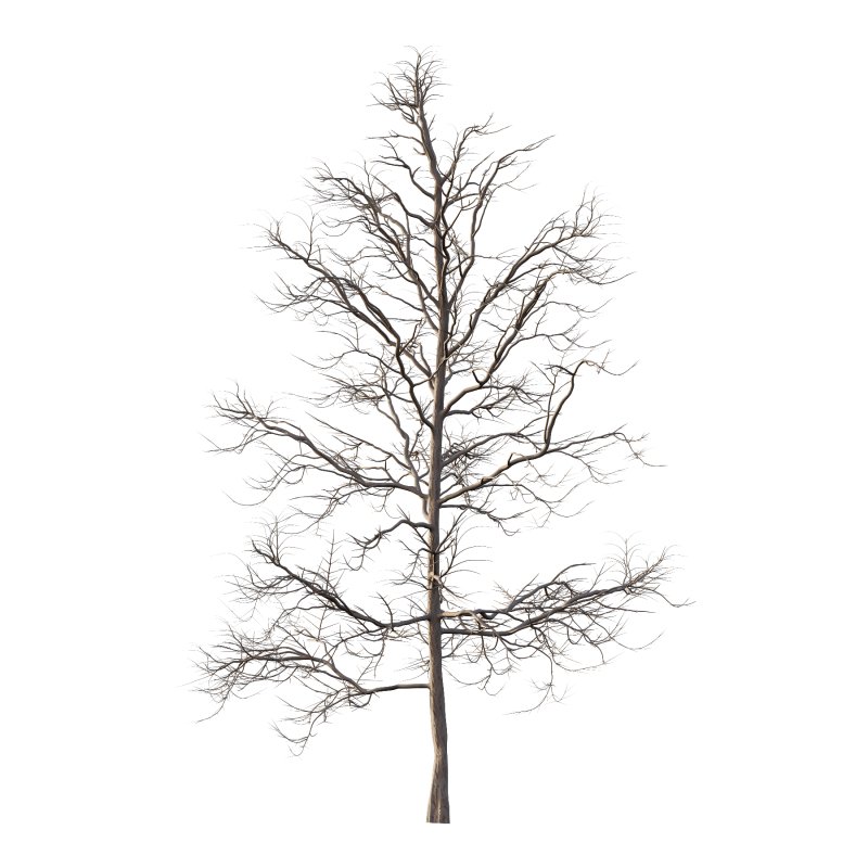 Mountain Ash Tree 06 - Image 1