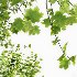 AV Acer Saccharinum and Maidenhair Ginkgo Biloba - Thumbnail 4