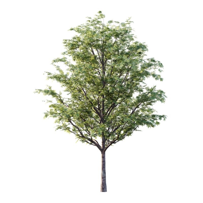 Rowan tree 08 - Image 2