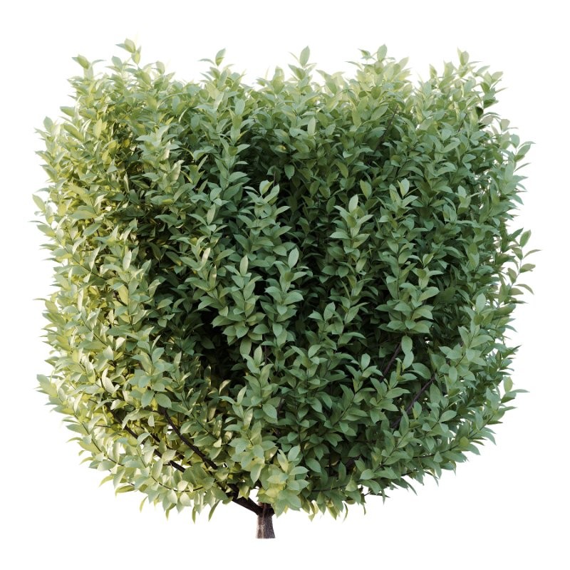 Frutices Fortescue Euonymus 07 - Image 4