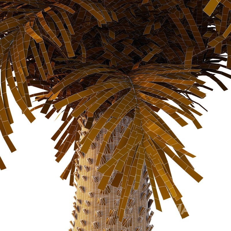 Phoenix roebelenii Palm Trees 03 - Image 7