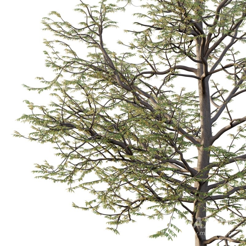 Mountain Ash Tree 09 - Image 2