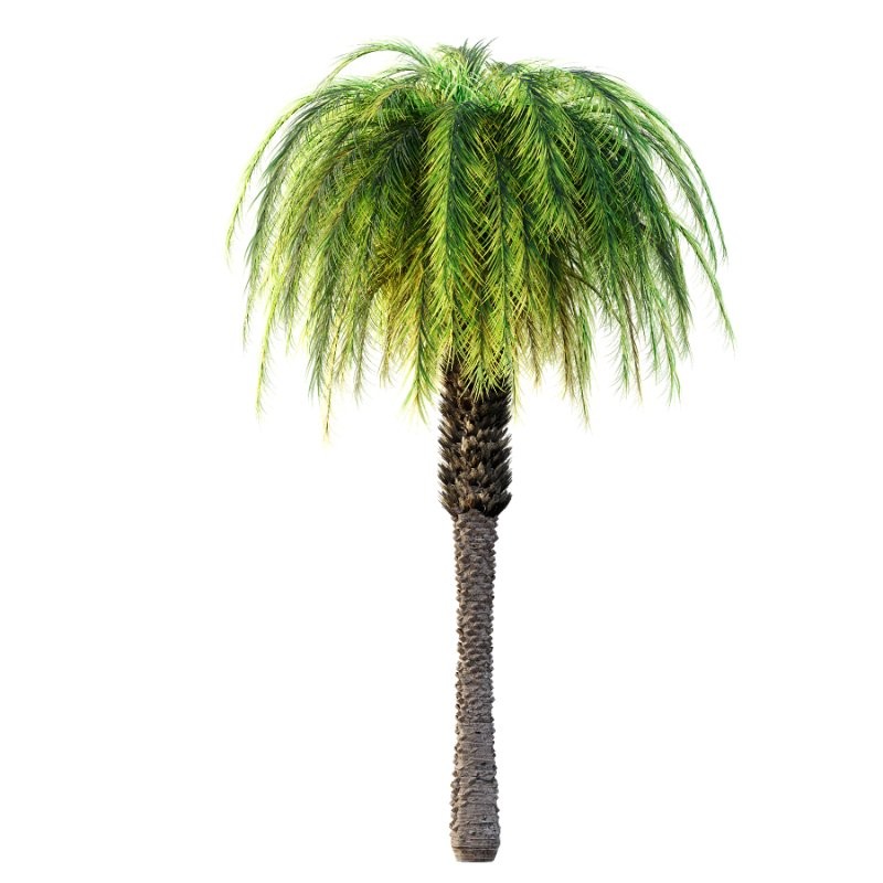 Phoenix roebelenii Palm Trees 01 - Image 2