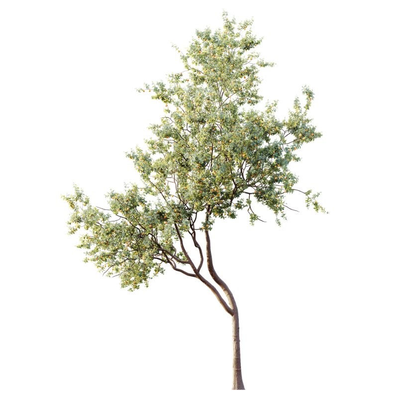 AV Plants Armeniaca Vulgaris Prunus Version02 - Image 1