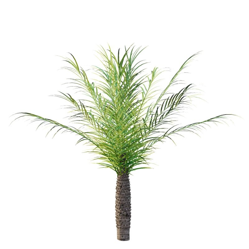 Phoenix roebelenii Palm Trees 05 - Image 6