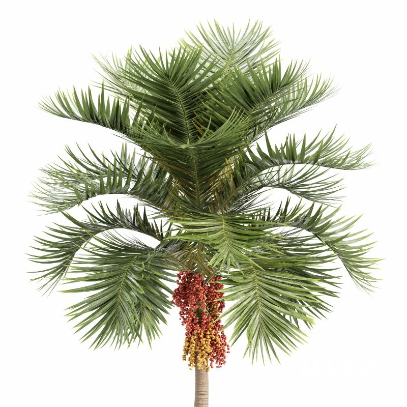 ntal palm fruits that make this species a striking centerpiece in any exterior visualization. - Image 4
