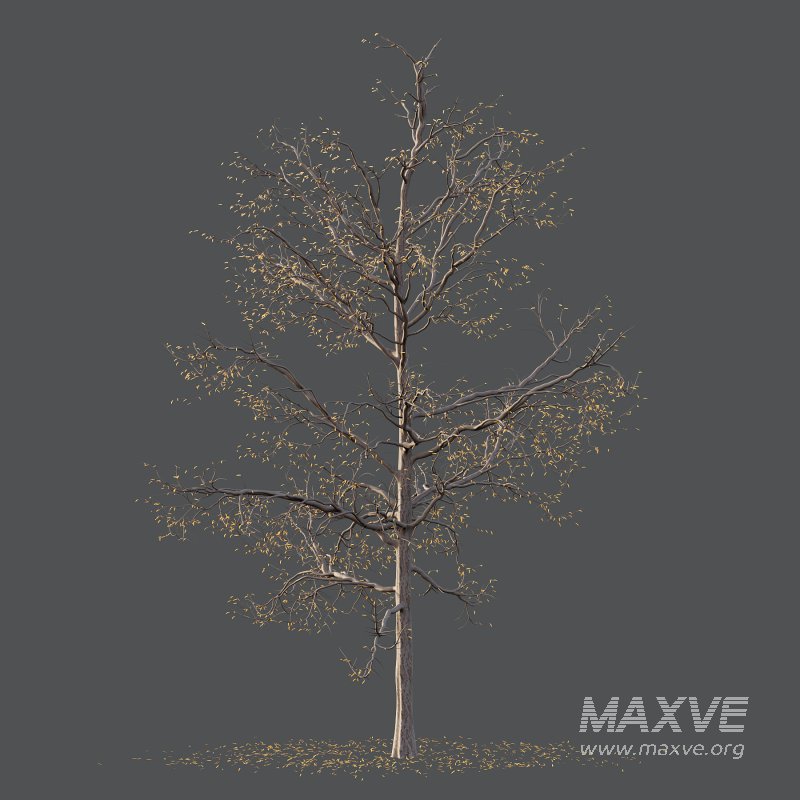 Mountain Ash Tree 02 - Image 3