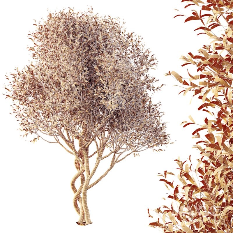 AV Bush Plants Mission Kalamata Leccino Arbequina Wilsonii Chemlali Olive Version30 - Image 2