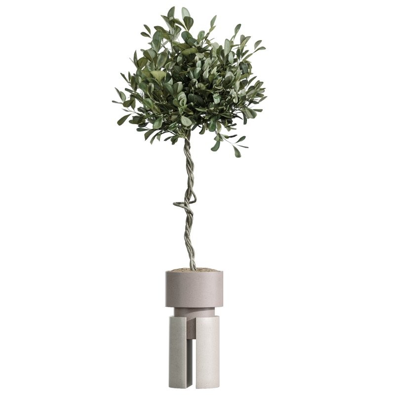 AV Indoor Plants Set 403 lemon Ficus Japandi Calathea Lutea - Image 4