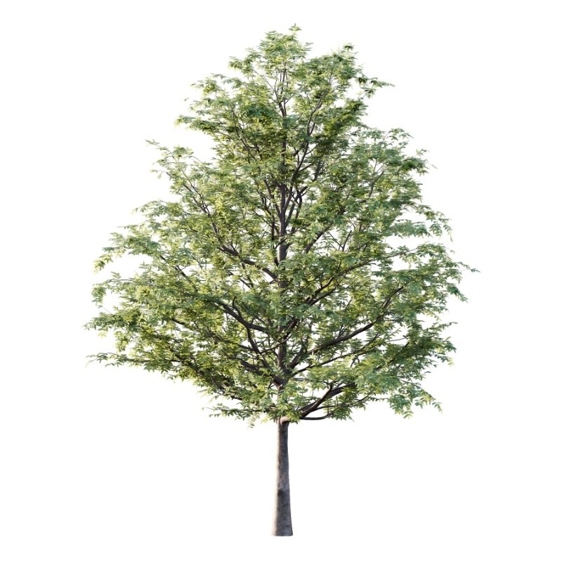 Rowan tree 08 - Image 1