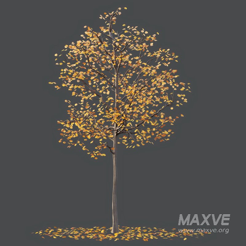 Mountain Ash Tree 04 - Image 4