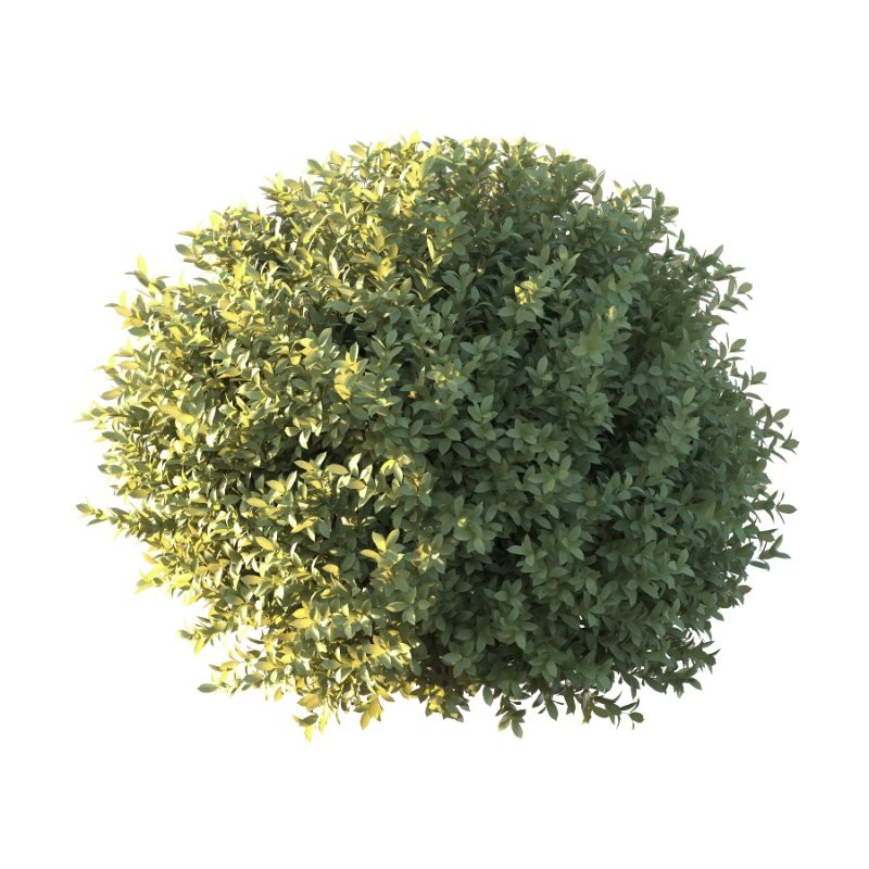 Frutices Fortescue Euonymus 10 - Image 2