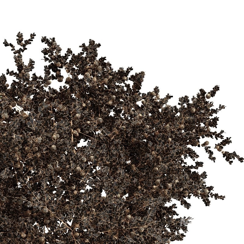 AV Apple fruit tree and Water gum 2 trees - Image 4