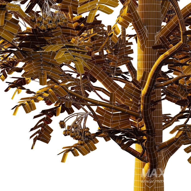 Rowan Fruit Tree 03 - Image 3