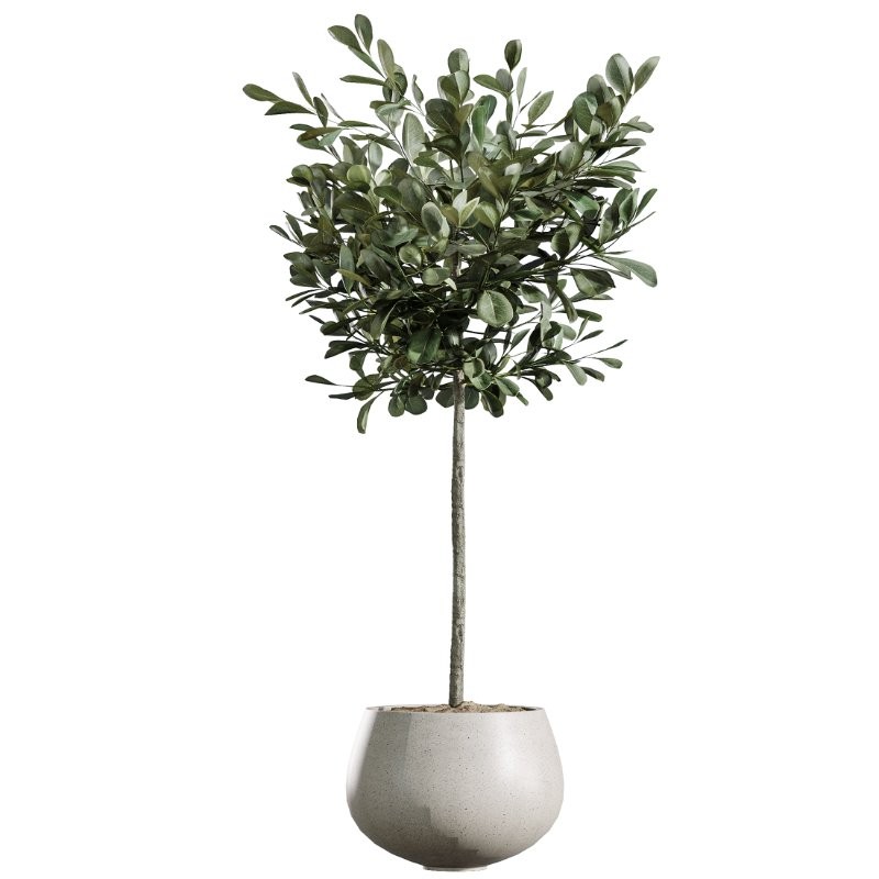 AV Indoor Plants Set 409 Olive Ficus Schefflera Lemon - Image 2