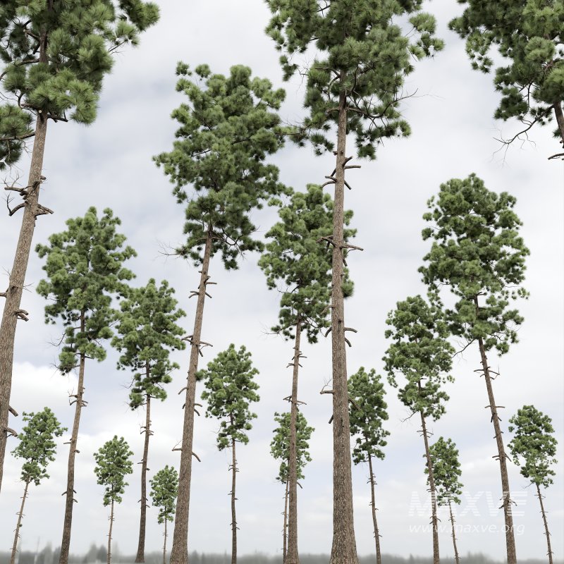 AV Pinus Engelmannii and Pinus Palustris - Image 5