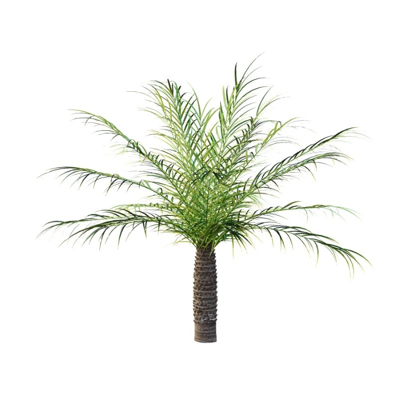 Phoenix roebelenii Palm Trees 05 - Image 1