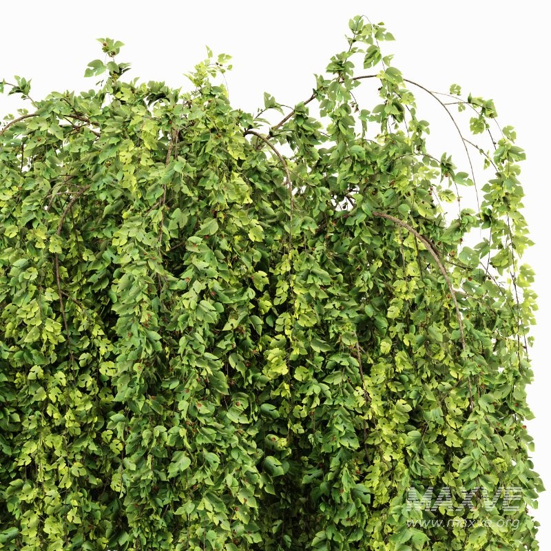 ntal landscape trees designed for high-end architectural visualization: a fruit-bearing Lemon Tree with natural branching and dense foliage, paired with a graceful Weeping Mulberry featuring cascading leaves and expressive canopy form. - Image 4