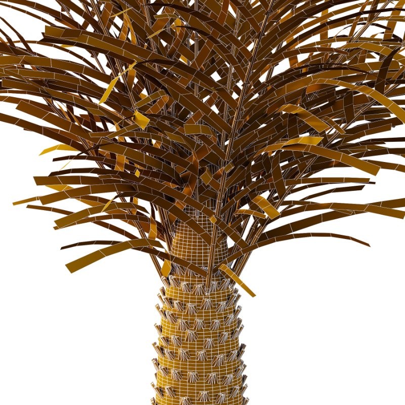 Phoenix roebelenii Palm Trees 05 - Image 7