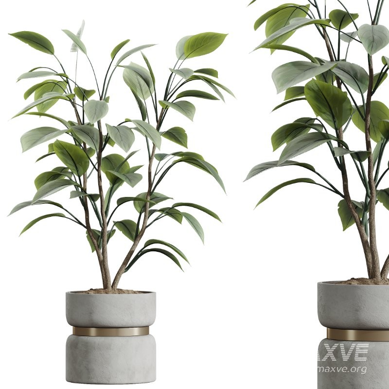 AV Indoor Plants Set 434 Olive Tree and Ficus lyrata and Ficus Beliza and Cactus Euphorbia and Sansevieria - Image 2