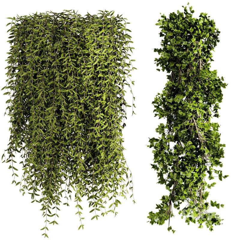 ivy plants - Image 2
