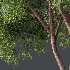 AV Ash Tree and American Elm Tree - Thumbnail 3