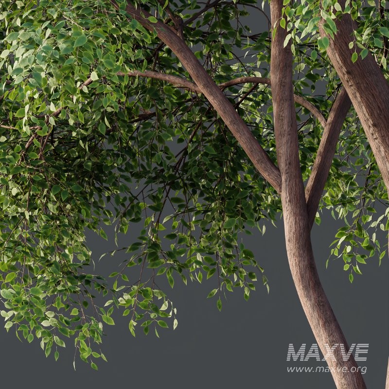 AV Ash Tree and American Elm Tree - Image 3